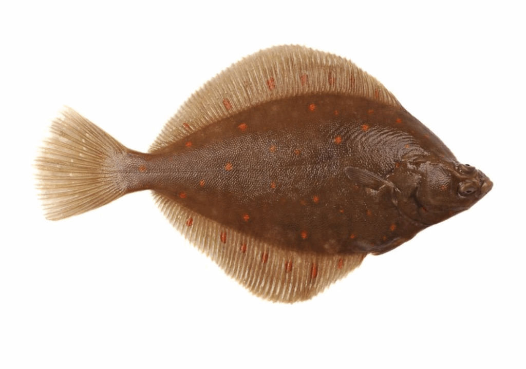 fish11