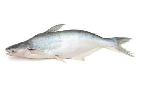 med-basa-2