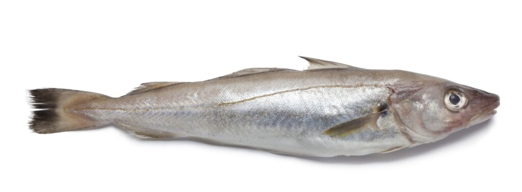 whiting-rs-scaled