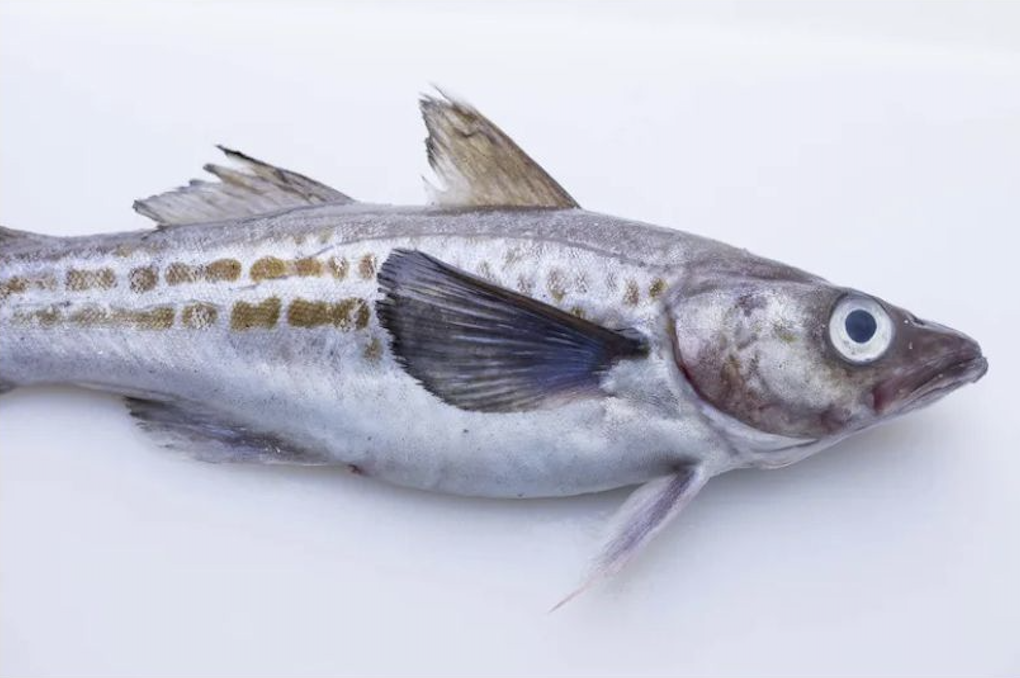 fish7
