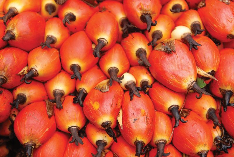 Fruit oil palm