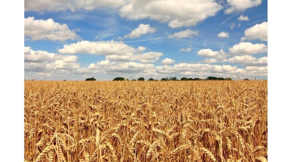 wheat field and sky