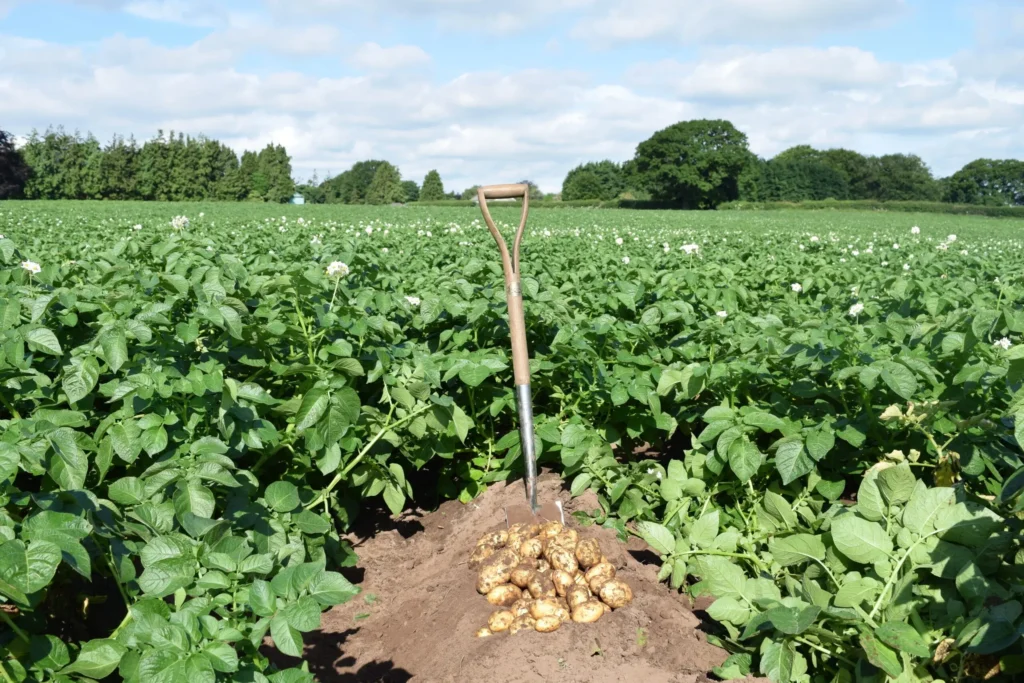 FFF and#8211 Potato Fork